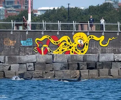 Whales in front of Victoria Harbor