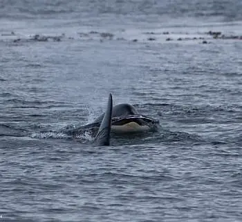 Harbor Seals and Killer Whales