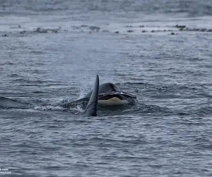 Harbor Seals and Killer Whales