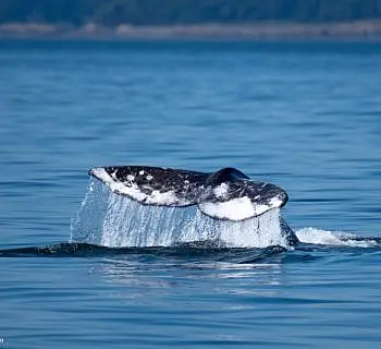 Rare Gray Whale Sighting!