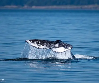 Rare Gray Whale Sighting!