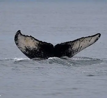 Young Humpbacks Whales
