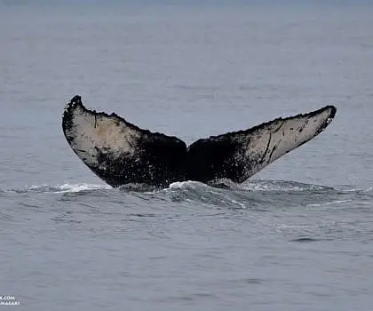 Young Humpbacks Whales