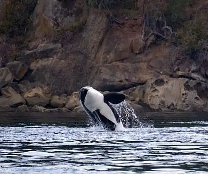 Orca Hunting and Breaching