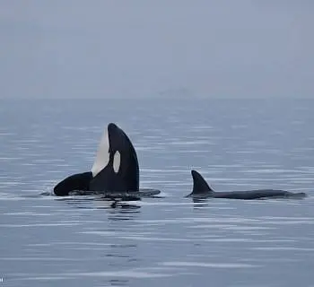 Killer Whales Hunting Harbor Seals