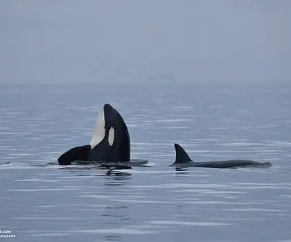 Killer Whales Hunting Harbor Seals