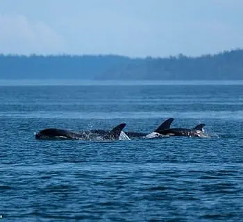 Killer Whales in the San Juans