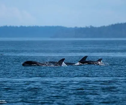 Killer Whales in the San Juans