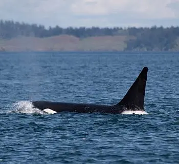 Springtime Whales and Wildlife