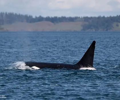 Springtime Whales and Wildlife