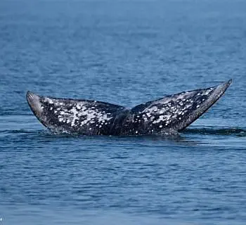 Springtime Gray Whale and Killer Whales