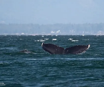 Big Mama and Calf!