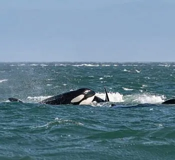 Windy Whales!