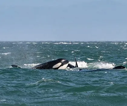 Windy Whales!