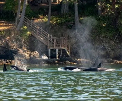 Two Families of Killer Whales