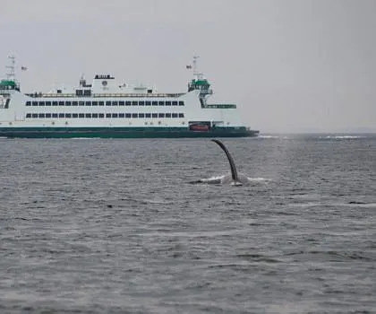 Overcast Killer Whales