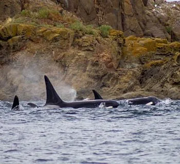 Killer Whales Through the Islands
