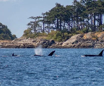 Nine Killer Whales by Friday Harbor