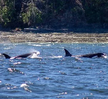 Killer Whales Hunting
