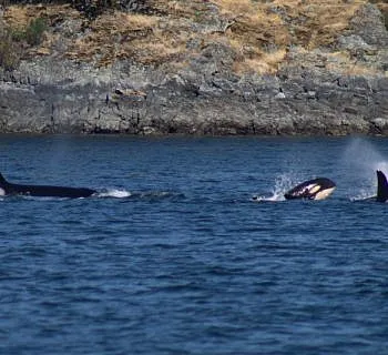 Fresh Baby Whales!