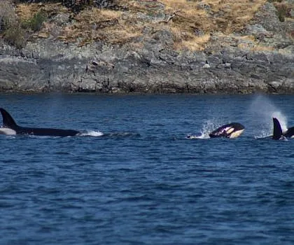 Fresh Baby Whales!