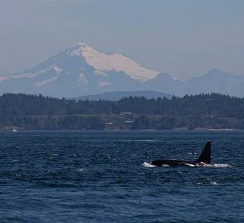 Orcas and a Minke Whale!