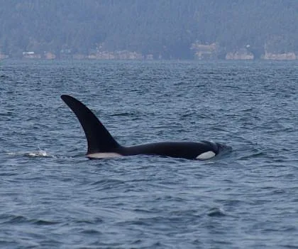 Killer Whales and Marbled Murrelets