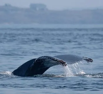 Humpbacks!!