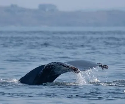 Humpbacks!!