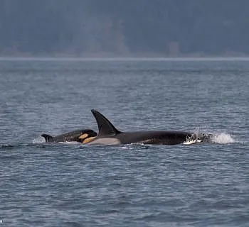 Newest Bigg’s Killer Whale