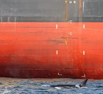 Killer Whales in Samson Narrows