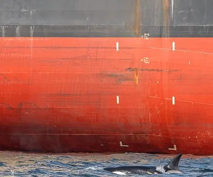 Killer Whales in Samson Narrows