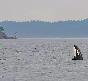 Whales in Swanson Channel