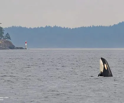 Whales in Swanson Channel