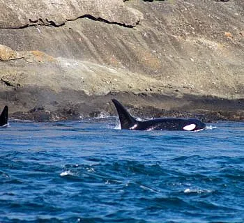 Orca Brothers
