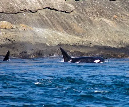 Orca Brothers