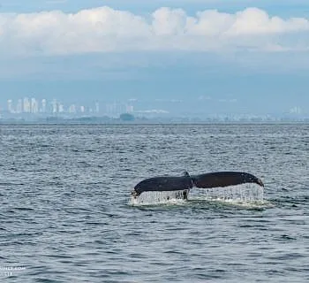 The T60 Brothers and a Humpback