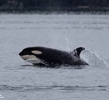 Bigg’s Orcas and Humpbacks