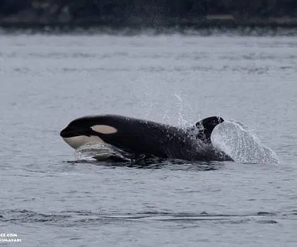 Bigg’s Orcas and Humpbacks
