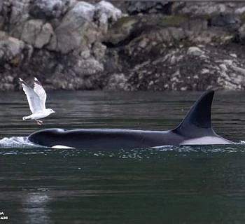 Springtime Orcas