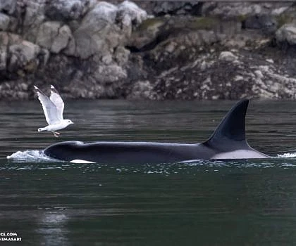 Springtime Orcas