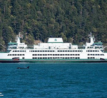 Whales and Ferries