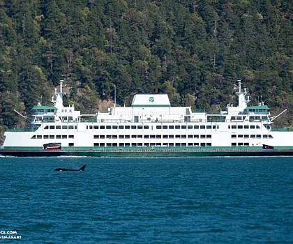 Whales and Ferries