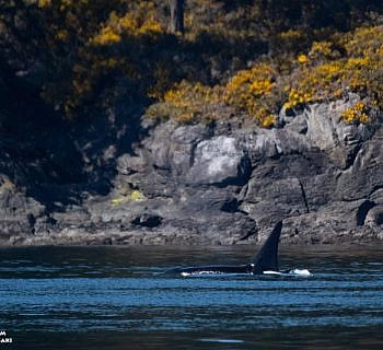 Winnie the Pooh Whales