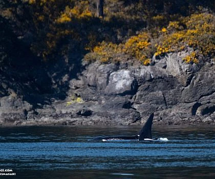 Winnie the Pooh Whales