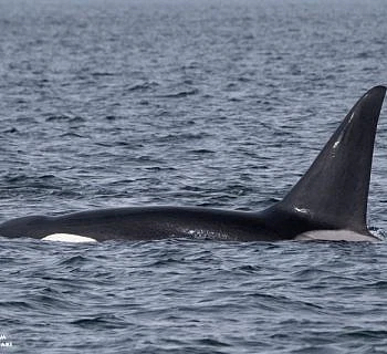 Farthest Trip of the Season!