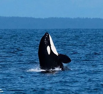 Adorable Baby Whales!