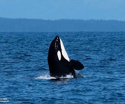 Adorable Baby Whales!