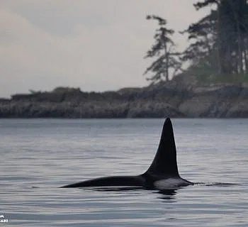 The Lake Boys and Zig Zag