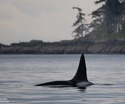 The Lake Boys and Zig Zag